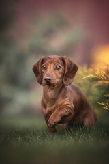Funny marble rabbit dachshund carefully looking past the camera, raising his paw on a background of...