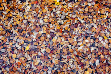 Autumn fall leaves from above abstract background nature pattern