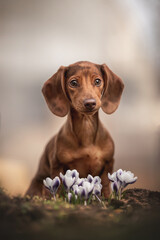 A cute marble rabbit dachshund sitting near beautiful white-purple spring flowers on a light background