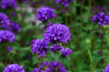 purple flowers in a field with blurred background on a sunny day