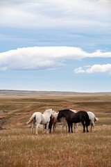 Fototapeta na wymiar Group of wild horses on the meadow. Scenic landscape. Patagonia Argentina