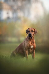 A male Rhodesian Ridgeback sitting on the green grass against the background of the Church