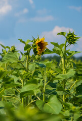 Sunflower on the background of the field