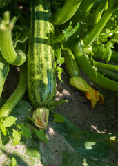 Green fresh zucchini with yellow blossom flower