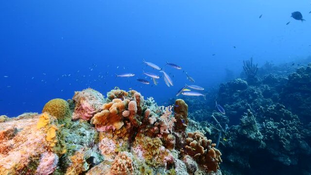 Seascape with Boga Fish in the turquoise water of coral reef in Caribbean Sea, Curacao