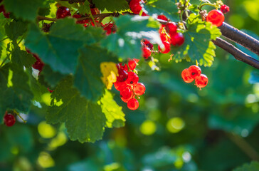 Red currant bush in a garden