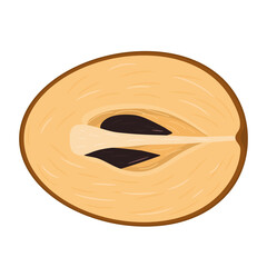 Fresh half cut sapodilla fruit isolated on white background. Summer fruits for healthy lifestyle. Organic fruit. Cartoon style. Vector illustration for any design.