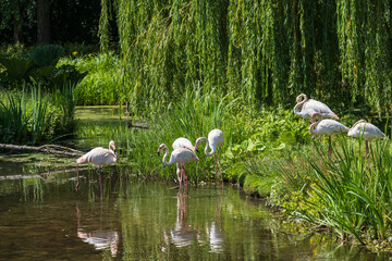 View of a group of wonderful flamingos standing on the bank of a pond 