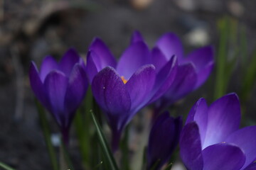 purple crocus flowers