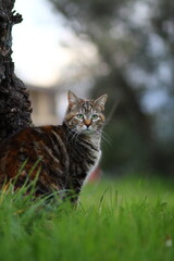 Cat in nature