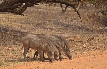 wild boar in jungle