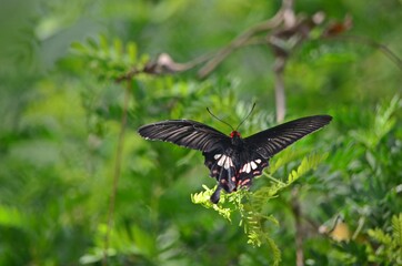 butterfly on a flower