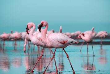 Fototapeta na wymiar Wild african birds. Flock of pink african flamingos walking around the blue lagoon on the background of bright sky on a sunny day.