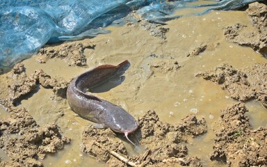 catfish on mud