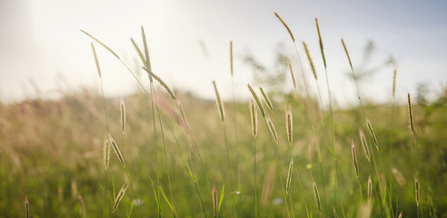 Background of ripening ears of meadow wheat field.
