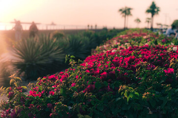 Fototapeta premium Flowers