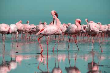 Wild african birds.  Flock of pink african flamingos  walking around the blue lagoon on the background of bright sky on a sunny day.