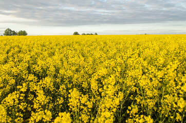 Fototapeta premium Blooming yellow rape, rapeseed, canola field and blue sky with clouds.