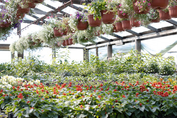 Obraz premium Industrial growth of different flowers in greenhouse.
