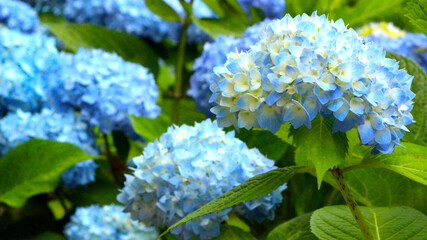 Blue Hydrangea