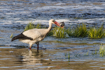 The stork in the Venta river eats lamprey. © SandrisK