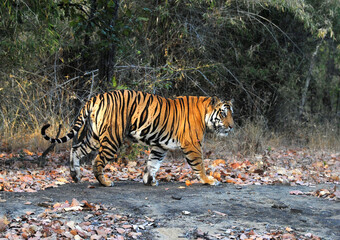 Fototapeta na wymiar Bengal tiger walking in Bandhavgah Tiger reserve