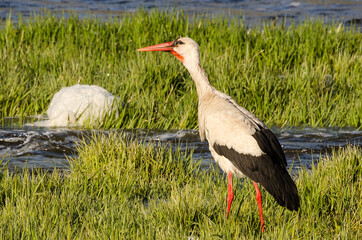 The stork in the Venta river eats lamprey.
