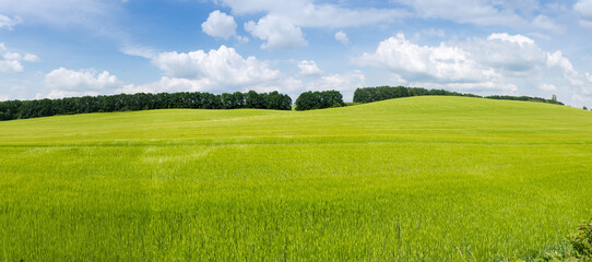 Slightly hilly field of ripening green barley against forest belt