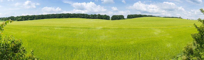 Panorama of the slightly hilly field of ripening green barley