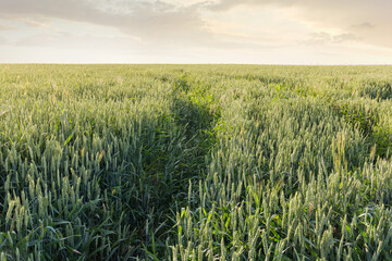 Section of field of ripening green wheat against the sky