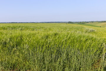 Edge of field of ripening green barley against clear sky