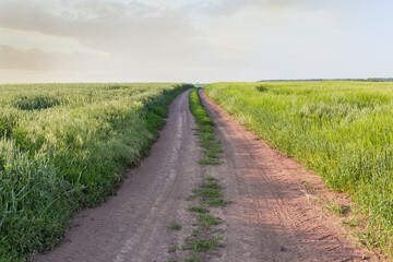 Fototapeta na wymiar Dirt road between fields of ripening wheat and barley
