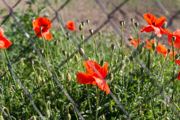 A small field of poppies with partially opened buds, behind a mesh netting on a bright, sunny day
