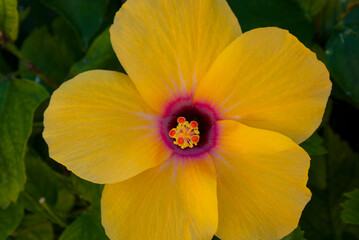 yellow hibiscus flower in the Canary islands