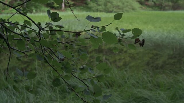 Camminare in 4k