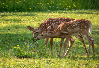 Twin Fawns Baby Deer