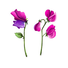 Nirgundi five-leafed chaste vitex negundo ayurvedic herb digital art illustration with text isolated on white. Healthy organic spa plant widely used in treatment, for preparation medicines.