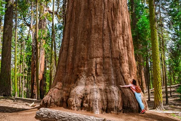 Foto op Aluminium Cute young girl hugs a huge tree in Sequoia National Park, USA © KseniaJoyg