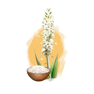 Isabgol Psyllium Husk Plantago ovata ayurvedic herb digital art illustration with text isolated on white. Healthy organic spa plant widely used in treatment, for preparation medicines