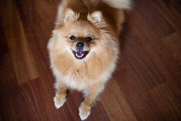 Dog red-headed Spitz stands on wooden floor joyfully sticking out tongue