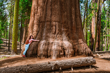 Cute young girl hugs a huge tree in Sequoia National Park, USA