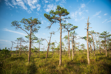 Pines and various plants in swamp, Kuldiga, Latvia.