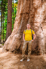 Naklejka premium A young man stands among huge trees and looks at a giant redwood tree in the forest, Sequoia National Park, USA