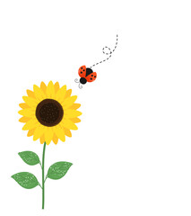 Sunflower and ladybug cartoon isolated on white background vector illustration. © Thanawat