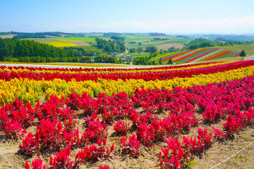 Clear sky and colorful garden