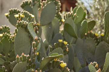 Big cactus on a sunny day. Botanical, tropical background