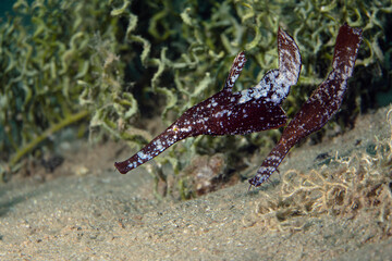 Ghost Pipefish (Solenostomus cyanopterus). Underwater world of the coral reef near Makadi Bay, Hurghada, Egypt