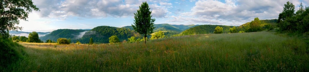Fototapeta premium Panorama of wildflowers, daisies in the mountains