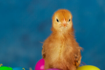 A chick baby chicken standing on colorful eggs
