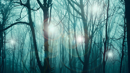 UFO concept. Glowing orbs of light, floating though a spooky forest. On an atmospheric winters evening. © Dave